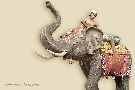 Elefantentreiber